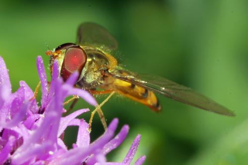Episyrphus balteatus